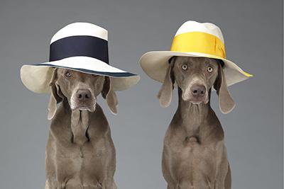 アクネとウィリアム・ウェグマンがコラボで写真作品発売 - 犬がアクネのハットを着用？ 