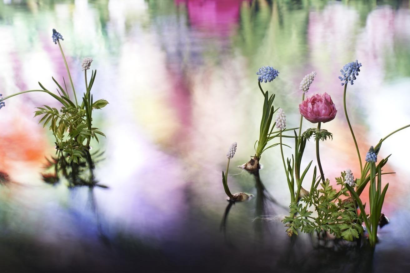 ヴァン クリーフ＆アーペルが代官山で展覧会、“ハナの光”メゾンのジュエリーを花と光で表現 